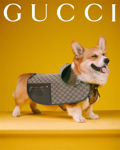 gucci slides for cat|Gucci pet collection.